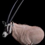 Gemsbuck Oryx Wall Pedestalmount L/T Flatback 20201022 1085