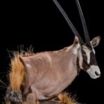 Gemsbuck Oryx Wall Pedestalmount R/T Curvedback 20201126 1086