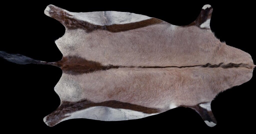 Gemsbuck Oryx Flatskin Tan 20191115 1062