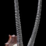 Gemsbuck Oryx Euro Skull Shieldmount 20180801 1099