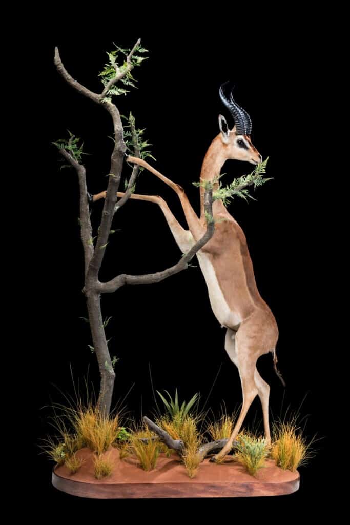 Gerenuk Fullmount Custom Habitat 20180313 0465