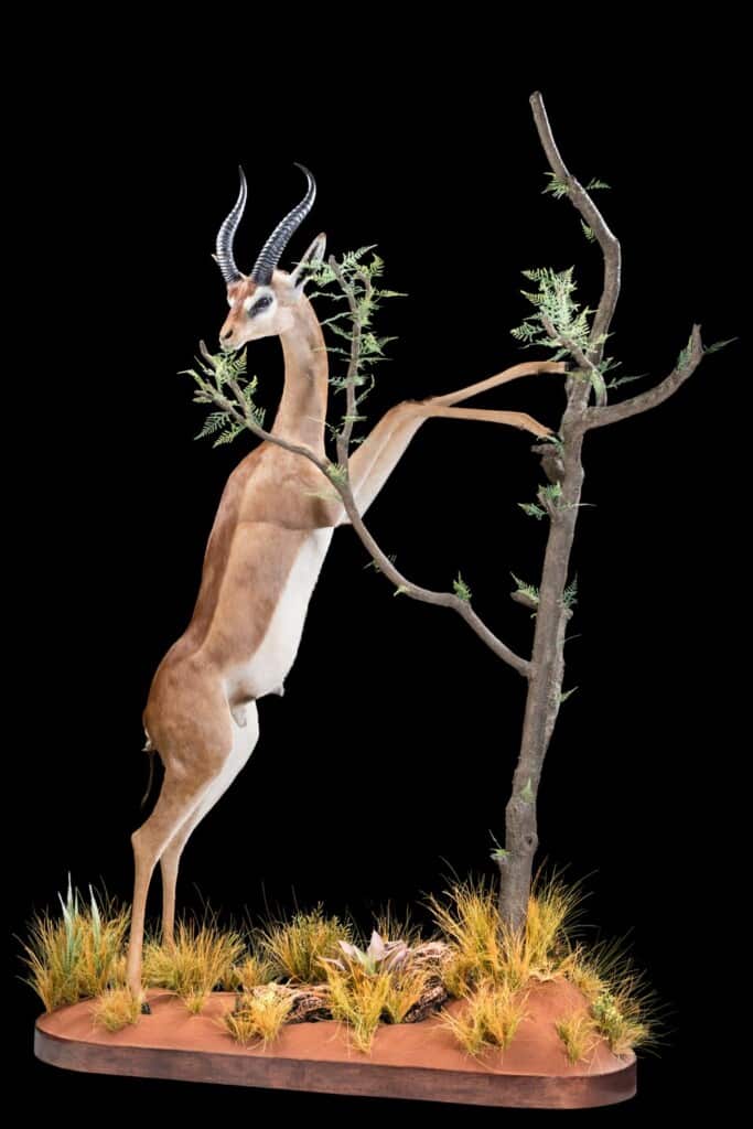 Gerenuk Fullmount Custom Habitat 20180313 0466