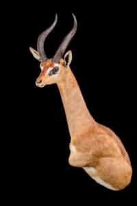 Gerenuk Wall Pedestalmount Left Turn Flatback 20220830 0468