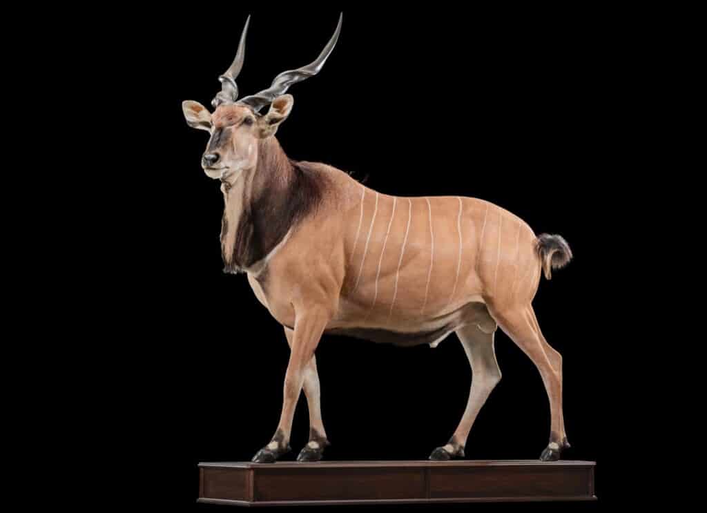 Giant Eland Fullmount Left Turn Custom Base 20190503 0300