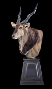 Giant Eland Pedestalmount 20170818 0301