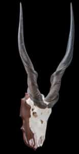 Giant Eland Fullskull Shieldmount 20180801 0302