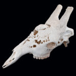 Giraffe Fullskull Carved 20250507 72981