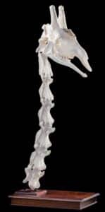 Giraffe Neck Skeleton Floor Pedestalmount Custom Base GG209
