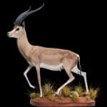 Grants Gazelle Fullmount 20180313 0398