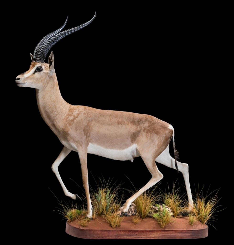 Grants Gazelle Fullmount 20180313 0398