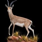 Grants Gazelle Fullmount L/T 20180313 0399