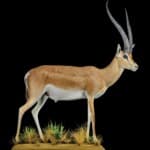 Grants Gazelle Fullmount 20220831 0397