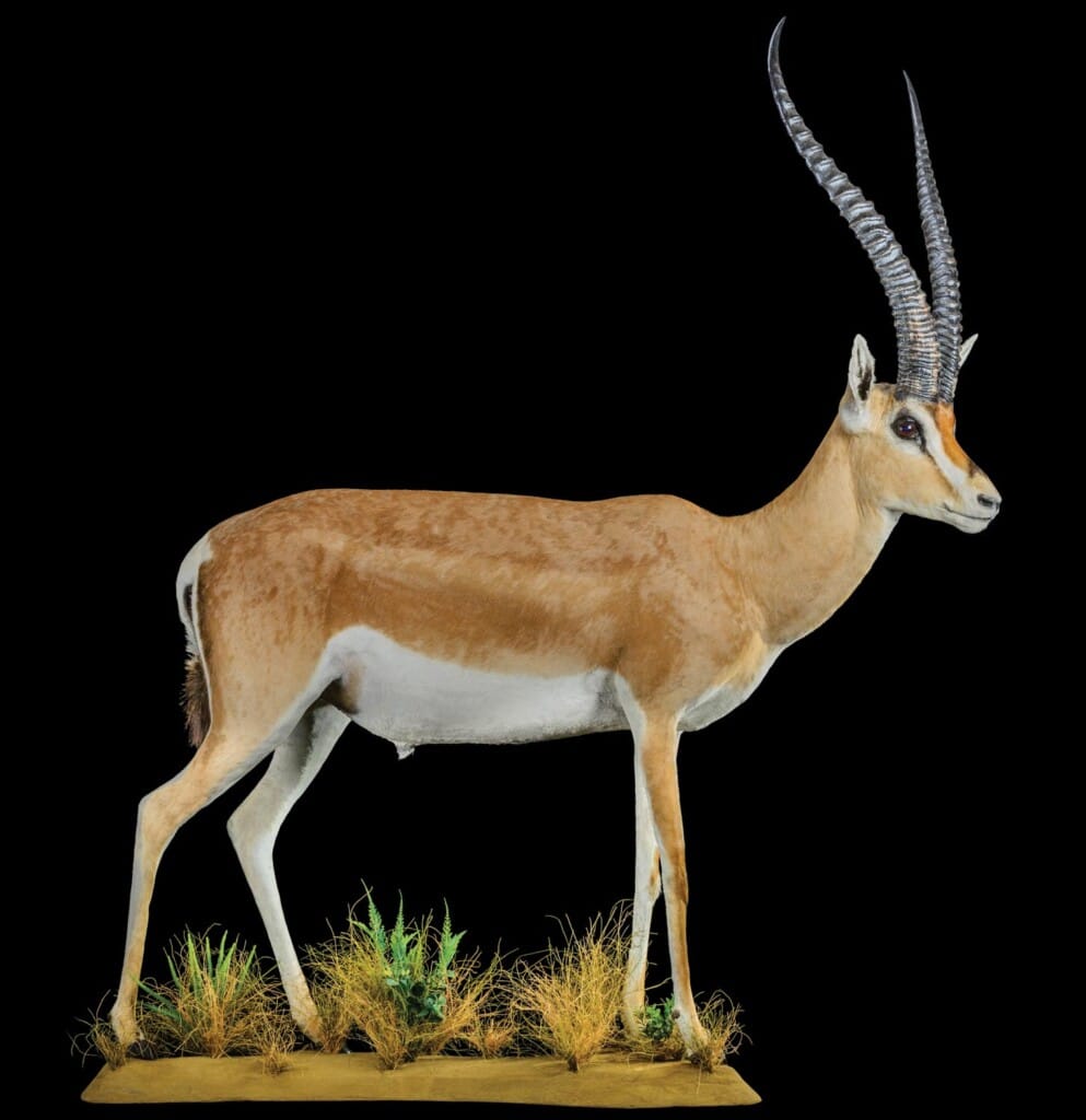 Grants Gazelle Fullmount 20220831 0397
