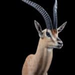 Grants Gazelle Shouldermount 20191115 0395