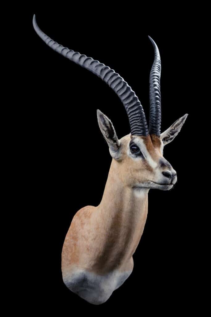 Grants Gazelle Shouldermount 20191115 0395