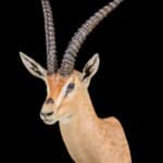 Grants Gazelle Shouldermount 20220831 0394