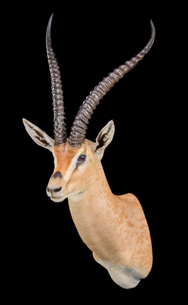 Grants Gazelle Shouldermount 20220831 0394