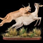 Caracal and Grey Duiker Fullmount Combination 20160511 0252