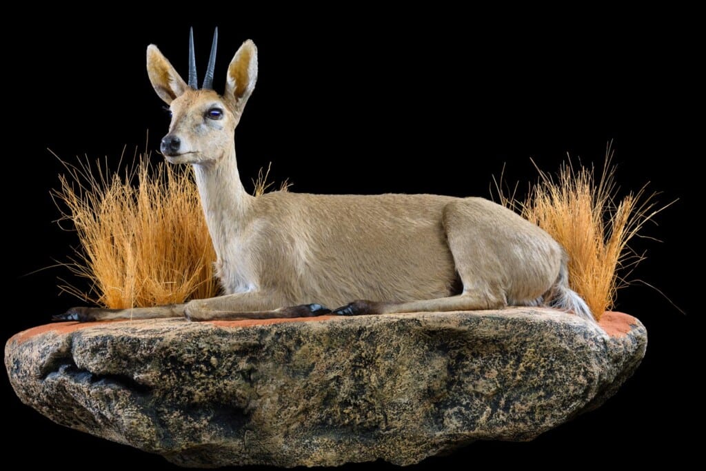 Grey Duiker Fullmount L/T Wall Display 20171003 0247