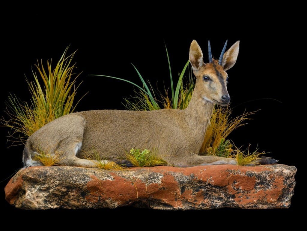 Grey Duiker Fullmount R/T Wall Display 20171130 0248