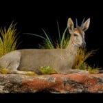 Grey Duiker Fullmount R/T Wall Display 20171130 0248