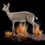 Grey Duiker Fullmount L/T Wall Display 20191121 0249