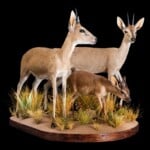 Grey Duiker and Suni Fullmount Combination 20180313 0250