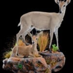Grey Duiker and Suni Fullmount Combination Wall Display 20190704 0251