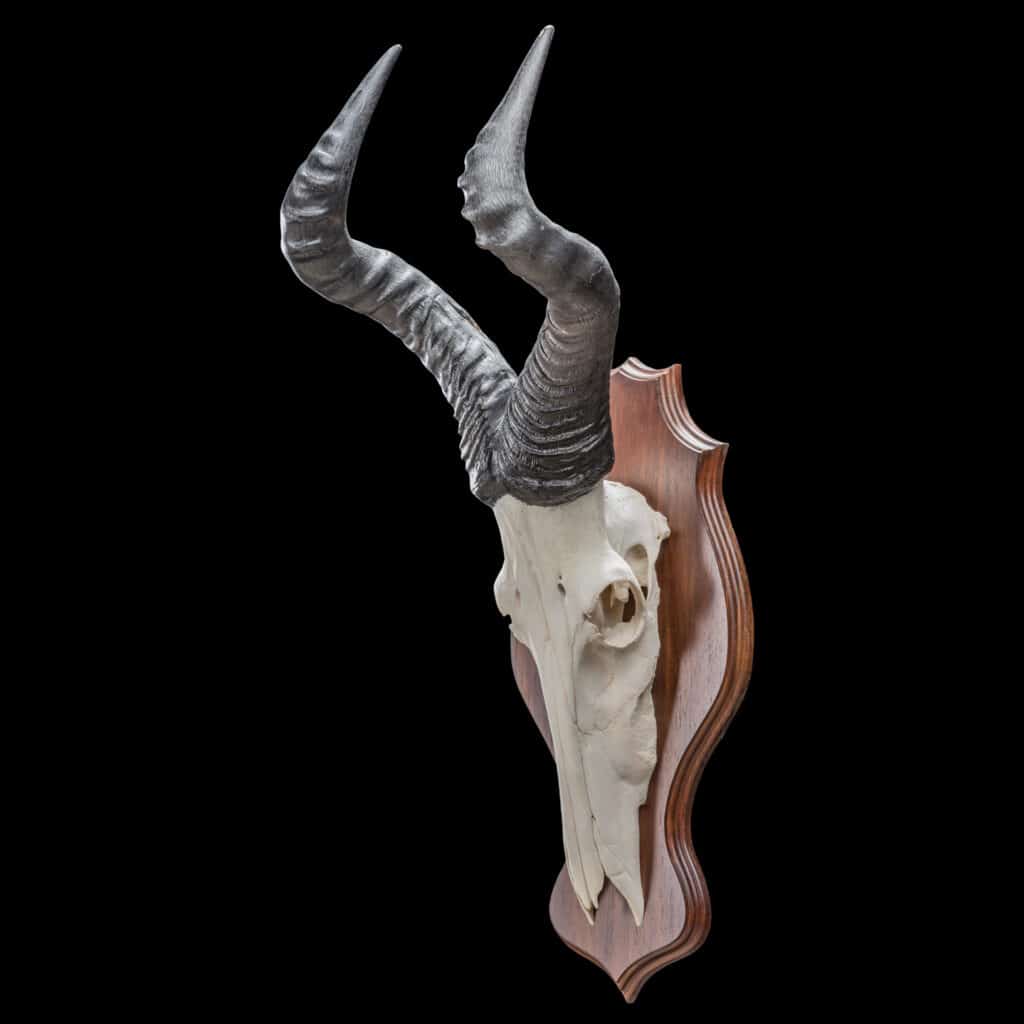 Hartebeest Euro Skull Shieldmount - GG228