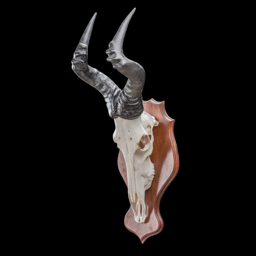 Hartebeest Full Skull Shieldmount - GG229