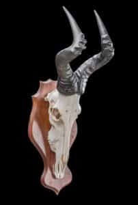 Hartebeest Fullskull Shieldmount GG229