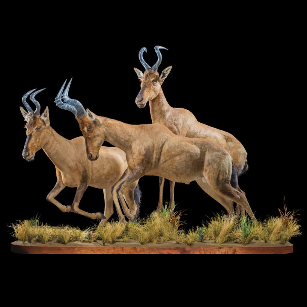 Hartebeest fullmount combi FF005_EDIT