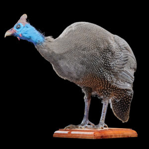 Helmeted Guineafowl Fullmount 20160714 71257