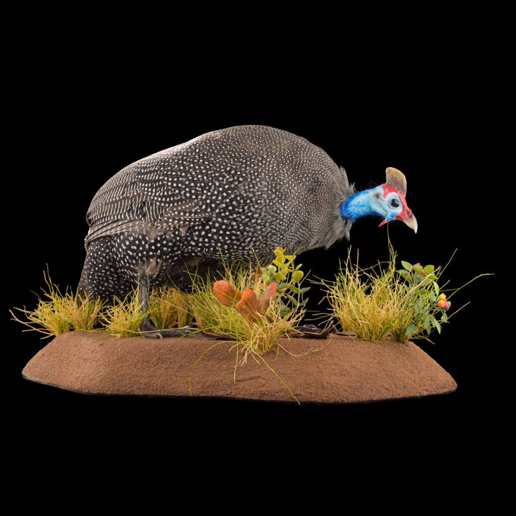 Helmeted Guineafowl Fullmount 20250618 73033