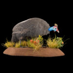 Helmeted Guineafowl Fullmount 20250618 73033