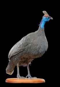 Helmeted Guineafowl Fullmount 20160801 0062
