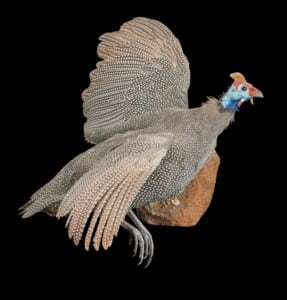 Helmeted Guineafowl Fullmount 20161107 0063