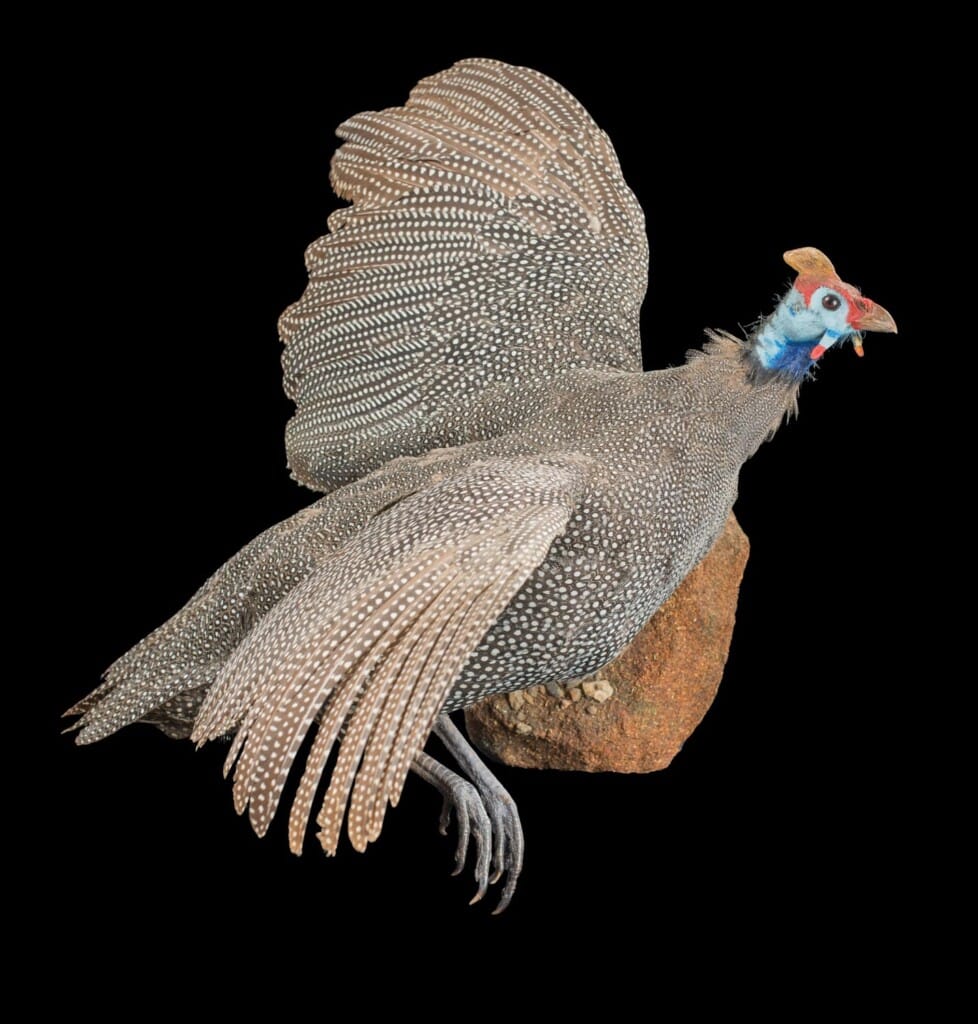 Helmeted Guineafowl Fullmount 20161107 0063