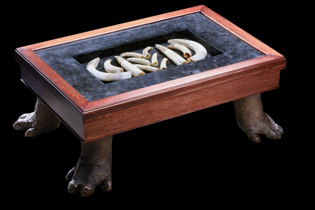 Hippo Tusks Coffee Table 20210910 0550