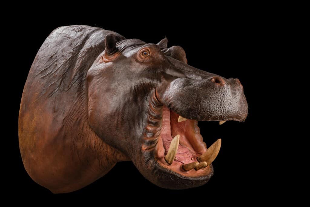 Hippo Shouldermount 20190527 0536