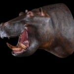 Hippo Shouldermount 20201022 0537