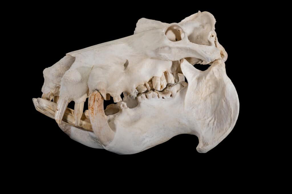 Hippo Fullskull 20190214 0541