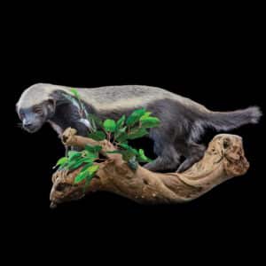 Honey Badger Fullmount Left Turn Wall Display 20160714 0037