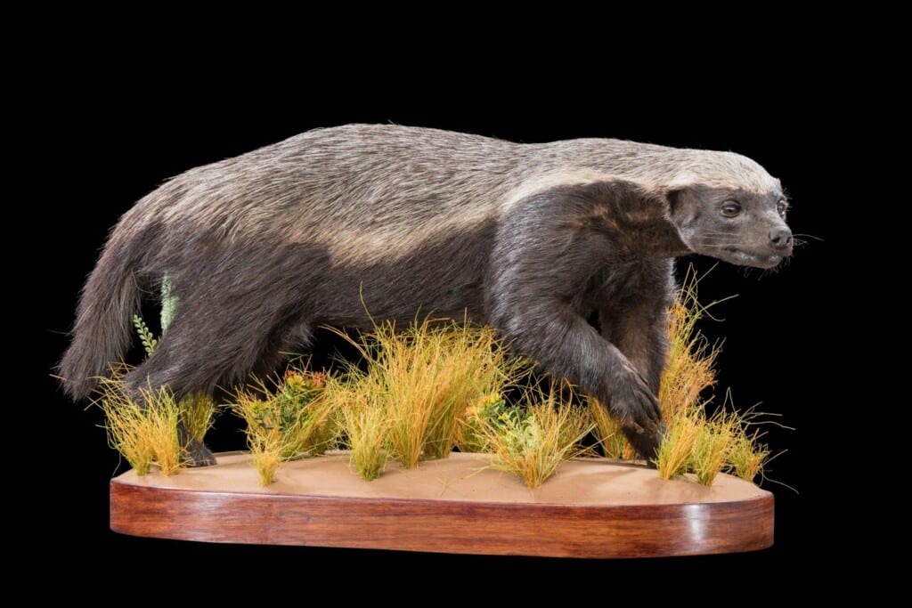 Honey Badger Fullmount 20180801 0036