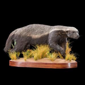 Honey Badger Fullmount 20180801 0036