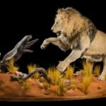 Lion and Honey Badger Fullmount Combination 20200904 0935