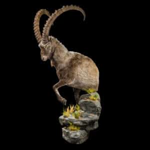 Ibex Halfmount 20240316 71820