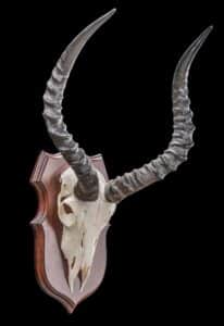Impala Euro Skull Shieldmount GG230