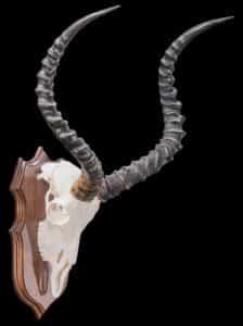 Impala Fullskull Shieldmount FF453