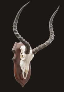 Impala Fullskull Shieldmount 20230627 51938